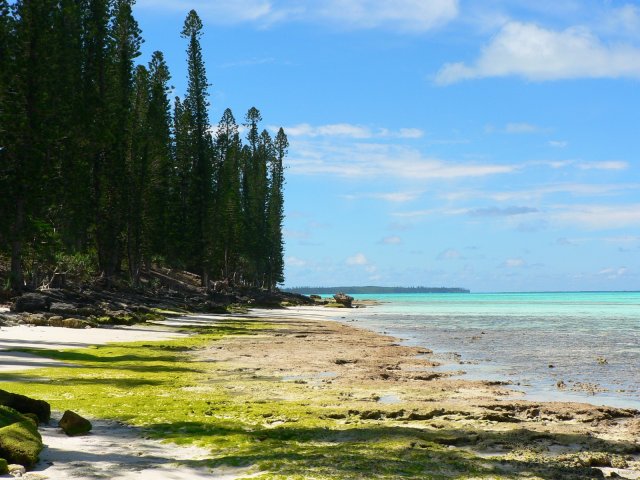 45- Pins colonnaires sur la plage de l'ilot Brosse a maree basse 